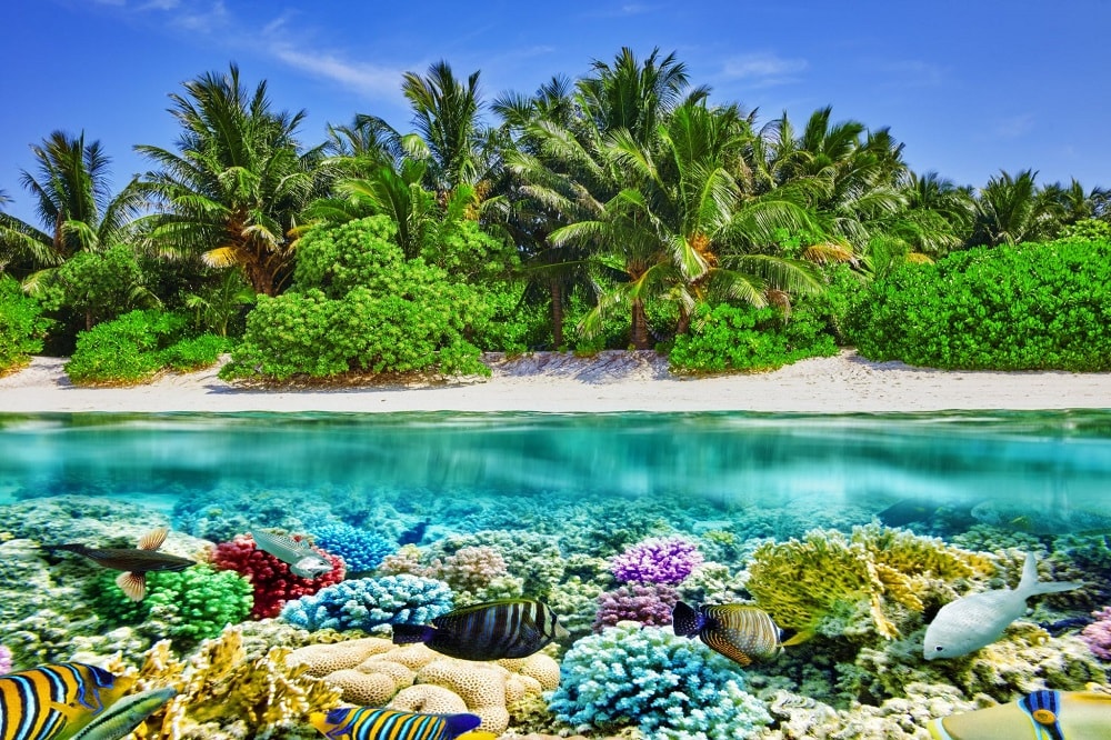 Мальдивы, подводный мир